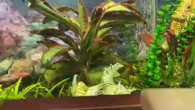 ✅Читаем вместе: А.П.Чехов «Дама с собачкой»/05.06.23 19:30 смотреть онлайн