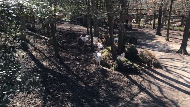 CAPE MAY COUNTY PARK AND ZOO! смотреть онлайн