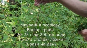 Лікувальна рослина, череда трироздільна: Простий і дешевий спосіб для вашого здоров'я