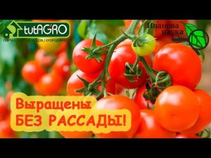 ТОМАТЫ БЕЗ ПИКИРОВКИ и ДАЖЕ БЕЗ РАССАДЫ. Это реально? КАК??? Вот так - если нет времени!