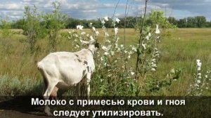 Чем опасно молоко: как не заразиться свежим козьем молоком