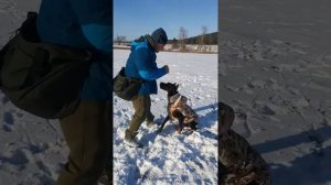 Прогулка с доберманом зимой на улице, рядом, ко мне, гуляем