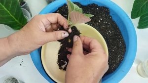 Повседневные заботы/ Размножение тидеи листом/ Проверим клубни у малышей