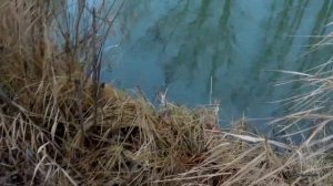 Клюнет налим на печень? Пустые крючки. На дне Бузулучки. Ловля живца