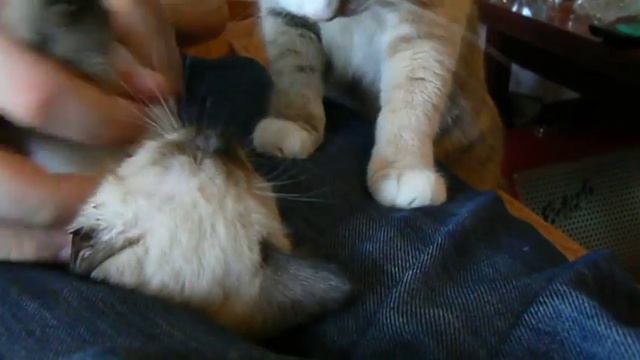 Кошка старательно вылизывает котёнка смотреть онлайн