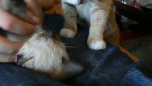 Кошка старательно вылизывает котёнка
