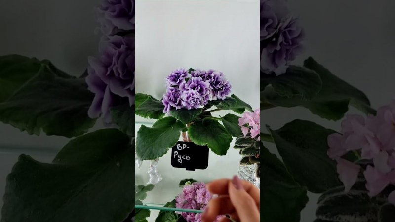 студия " Кухня Фиалки " Пионерская 29. Могилев.  БР-Русь, Raspberry Crisp sport, Neverflors