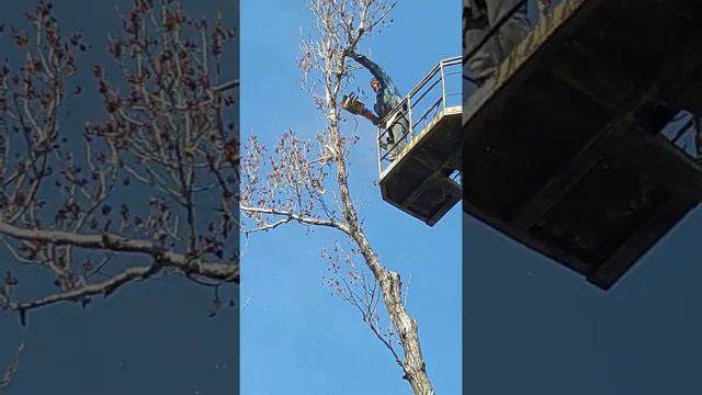 спилить дерево