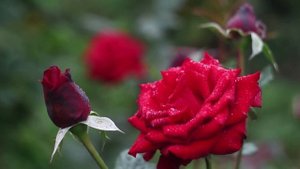 Это средство известно всем садоводам, розы от него расцветают во всю мощь.