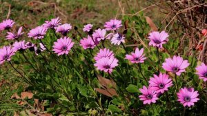 19 Best Flowers that Thrive in Poor Soil
