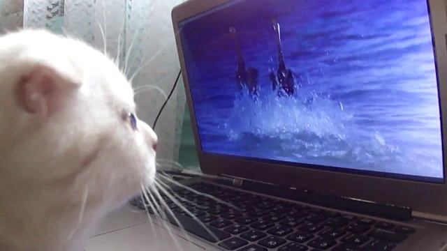 Кот шотландский вислоухий Босс смотреть онлайн