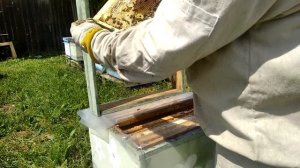 Пчеловодство с нуля - Проверка облета маток