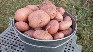 КАРТОФЕЛЬ САРПА МИРА РЕЗУЛЬТАТ НА 80 ДЕНЬ ОТ ВСХОДОВ ИЗ ОДНОГО ГНЕЗДА