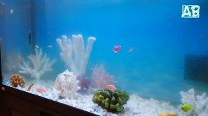 МУТНАЯ ВОДА В АКВАРИУМЕ ЧТО ДЕЛАТЬ? ОШИБКИ НАЧИНАЮЩИХ АКВАРИУМИСТОВ!