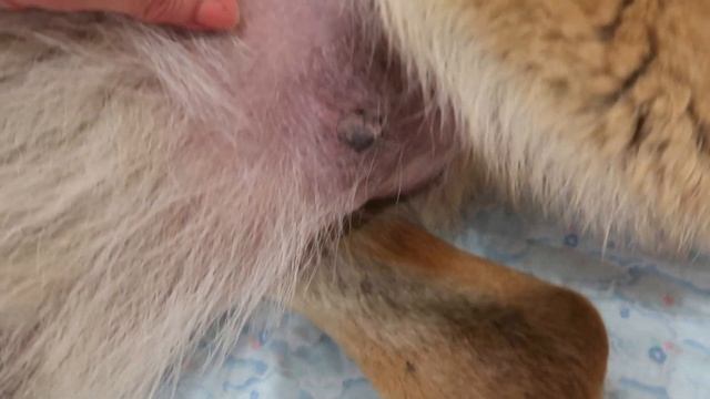 НЕМЕЦКАЯ ОВЧАРКА перед родами- 59-60-61 день беременности- следите за новостями... смотреть онлайн