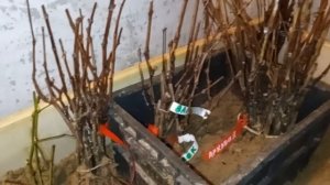 Пересадка саженца винограда .Однолетний саженец.