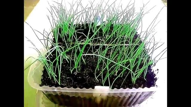 Лук из семян. Первая стрижка. смотреть онлайн