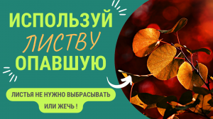 Опавшие листья станут дефицитом, когда все узнают что с ними можно делать!