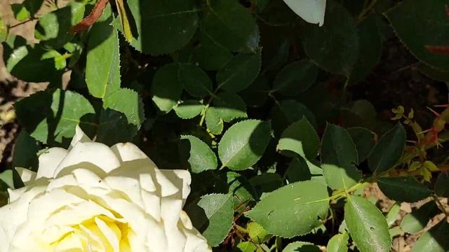 Big Purple- новозеландская роза!#big_purple смотреть онлайн