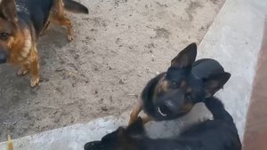 ЧТО Я ПОСТЕЛИЛ СОБАКАМ В БУДКУ