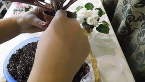 Пересадка фиалки с полной заменой грунта. Когда требуеться такая пересадка?