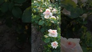 Троянда Андре ле Нотр (Andre Le Notre).