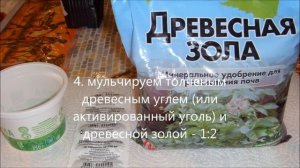 Плесень на рассаде? Практические советы.