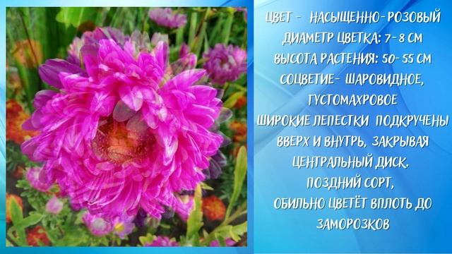 Астра пионовидная Розовая Башня смотреть онлайн