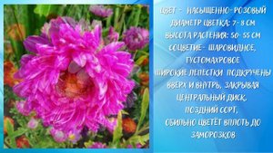 Астра пионовидная Розовая Башня
