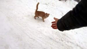 Кузнечное. Ленинградская область 2022