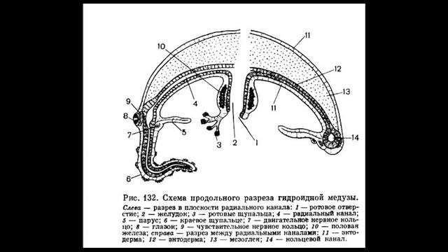 Кишечнополостные - 1