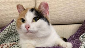 Животные даром с 19-25 февраля