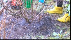 РОДОДЕНДРОН, УХОД, ОБРЕЗКА, ОБИЛЬНОЕ ЦВЕТЕНИЕ