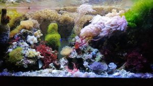 Водоросли в морском аквариуме