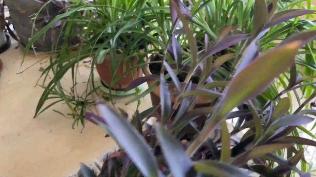 Обзор моих комнатных цветов в декабре. Цветов много не бывает! смотреть онлайн