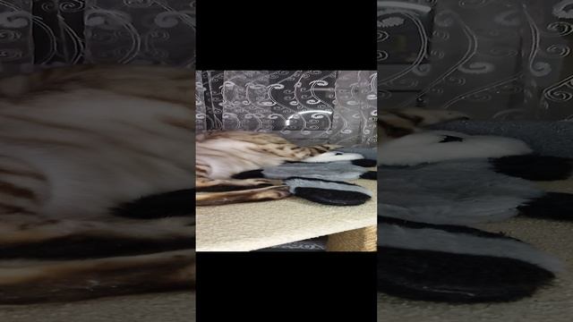 кото школа смотреть онлайн