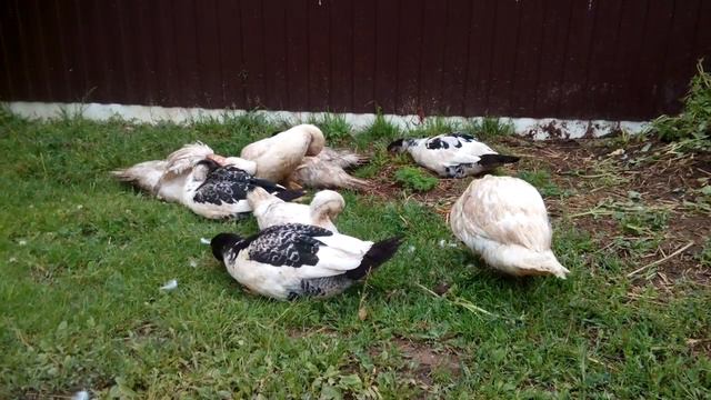 Расклев у индоуток смотреть онлайн