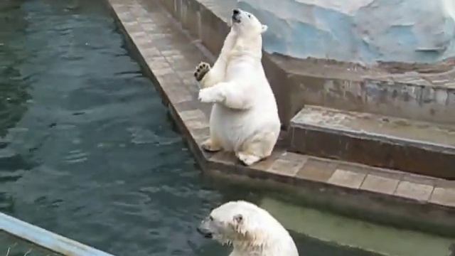 Polar bears at the zoo in Novosibirsk. Белые медведи. смотреть онлайн
