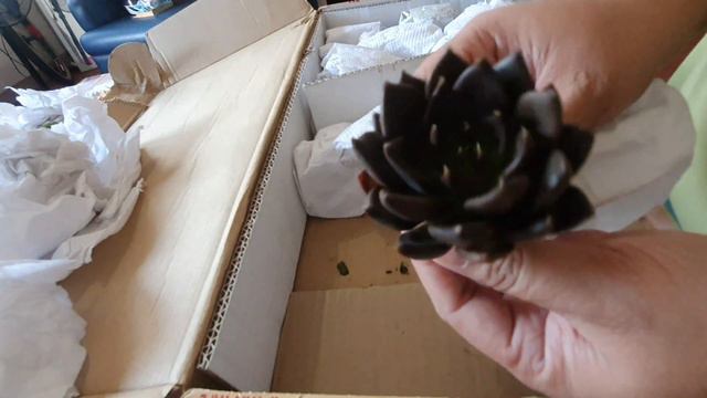 UNBOXING AFFORDABLE SUCCULENTS FROM BENGUET смотреть онлайн