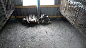 ОТОПЛЕНИЕ В САРАЙ ДЛЯ НУТРИЙ. Проще некуда.