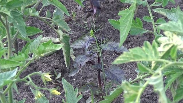 МИНИПАРНИКИ и летом работают смотреть онлайн