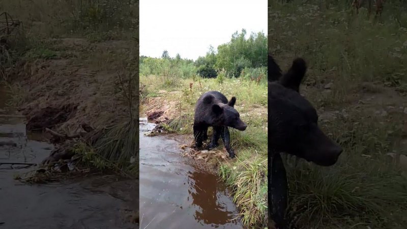 Привередливая Маша.