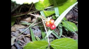 Михайловица.Костромская область.Пыщугский район.Исчезающие деревни #1