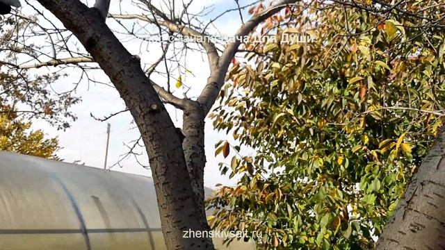 ВАЖНЫЕ работы ОСЕНЬЮ ??? смотреть онлайн