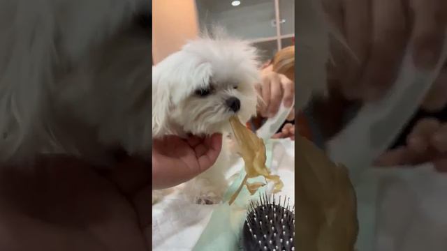 Paws N' Claws - Cotton loves our homemade dehydrated treats. #veterinary #dogs #fearfree смотреть онлайн