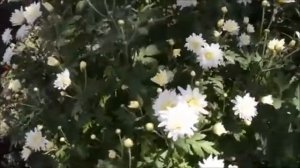 Сергей Одинцов - Белые Хризантемы