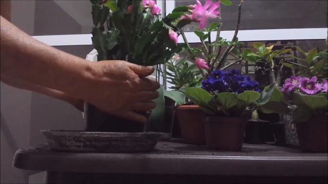 Flor de Maio смотреть онлайн