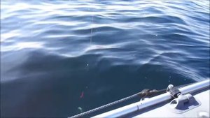 Как ловить треску и есть морского ежа. Териберка 18.