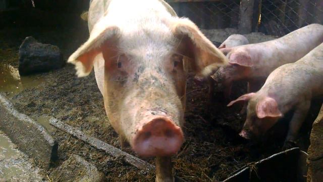 Свинка .ne, Поросята и свиноматка pig, lợn