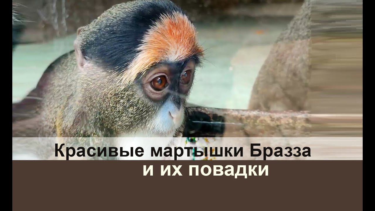 Красивые мартышки Бразза и их повадки